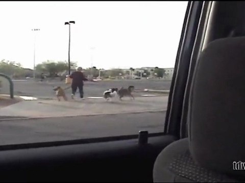 Klaxon Corne de train - Animaux Réaction Compilation