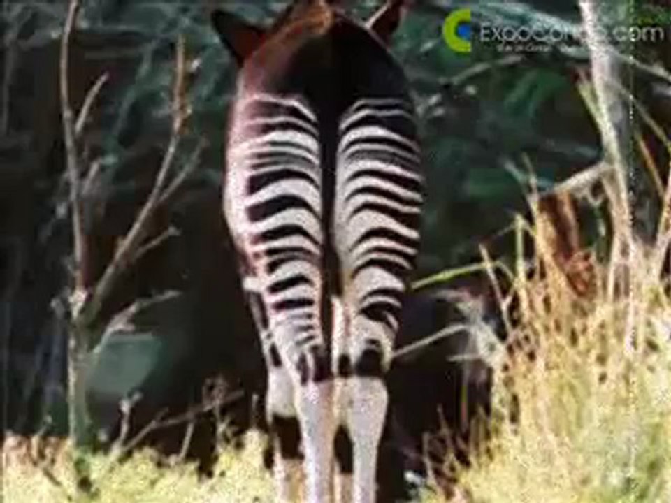 CongoTube - Discours de Patrice Lumumba, 30 Juin 1960