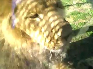 Parent's Heads Cut Off  While Child in Car Seat