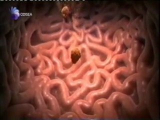 Digestion: Generacion de energia