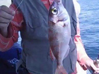 mercan