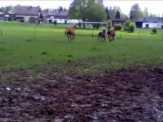 Kaïzer fais la course au pré