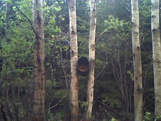 Clip d'ours 30 mai au matin 002