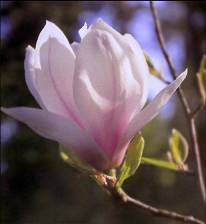 Piotr Szczepanik - Każdy kogoś kocha