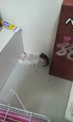 Hamster Gets Shot And Pretends To Be Dead