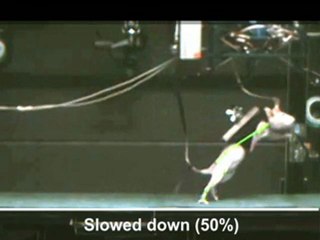 Des rats paraplégiques qui remarchent (2)