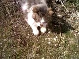 Mon chat Filou,un trésor!