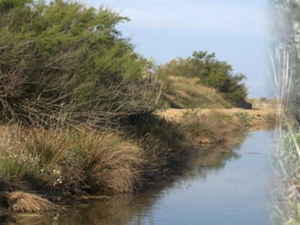 Du Grau du Roi en Petite Camargue, à cheval ou à pied...