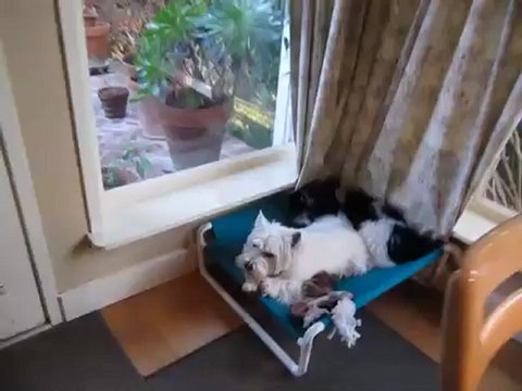 PVC Elevated Dog Bed with two happy campers - by Roverpet