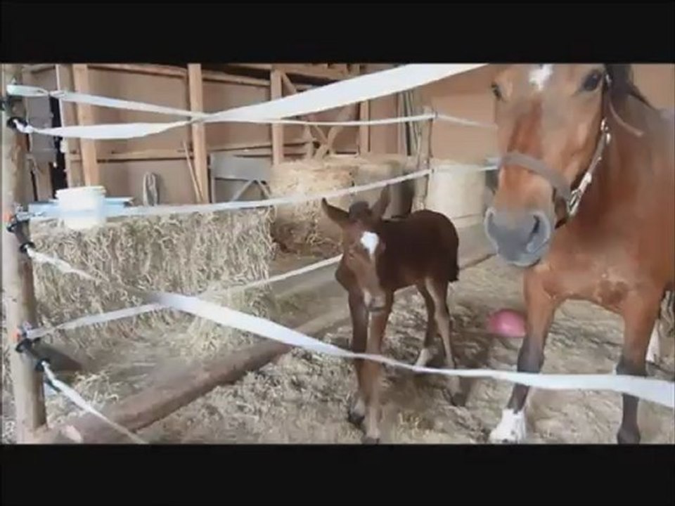 Foal jumping, poulain de 2 jours qui saute