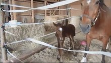 Foal jumping, poulain de 2 jours qui saute