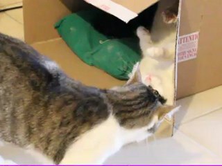 Bagarre de chats