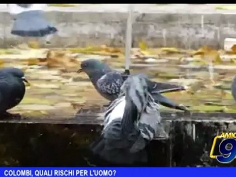 Colombi, quali rischi per l'uomo?