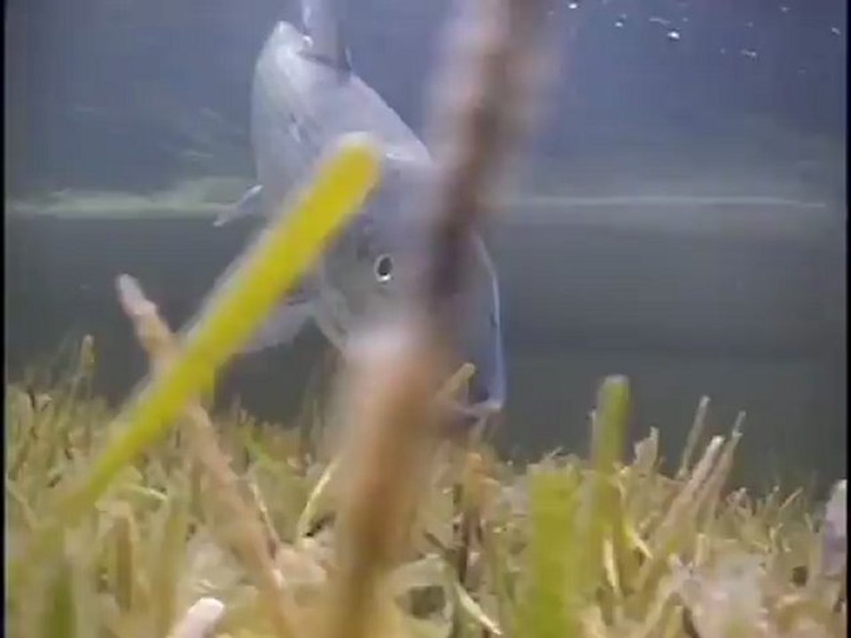 SFTV: Florida Keys Flats Magic Part 2