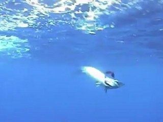 SFTV: Angling in Antigua Part 2