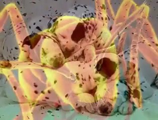 Aziz Mahmud Hüdayi Hazretleri