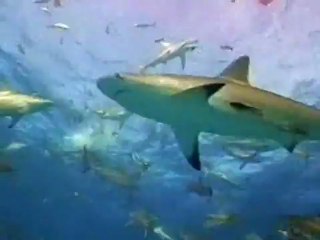 All About the Thresher Shark