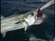 All About Spanish Mackerel
