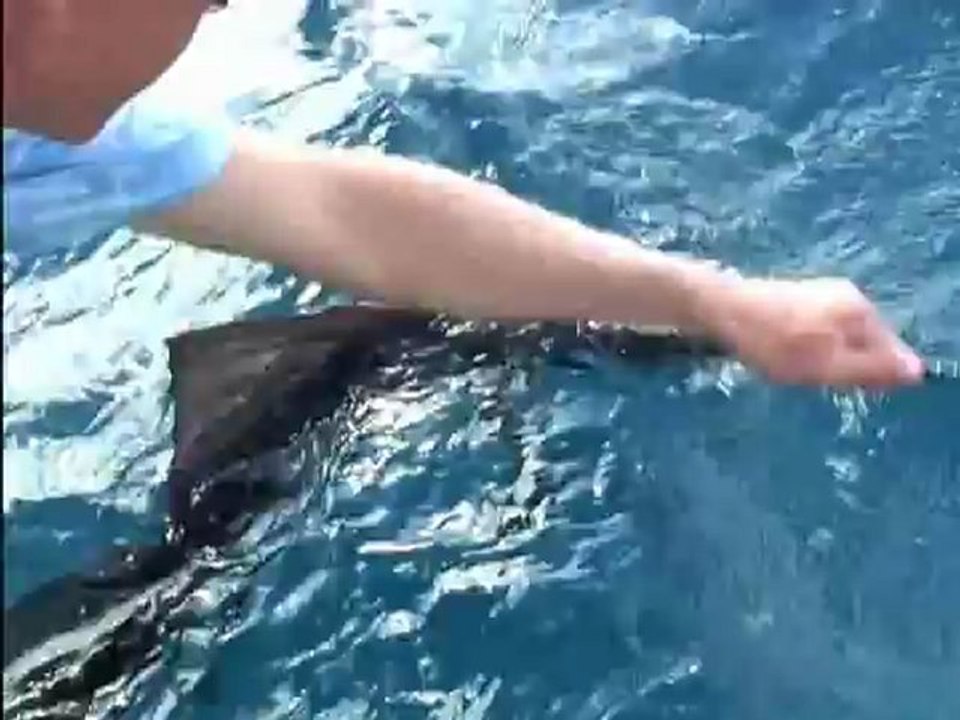 All About Sailfish