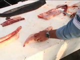 Cleaning a Cobia
