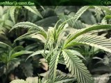 Cloning  -    Cloning Marijuana Plants - How To Clone Weed - 3