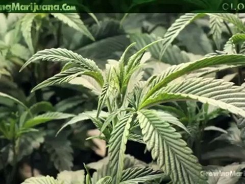 Cloning - Cloning Marijuana Plants - How To Clone Weed - 3