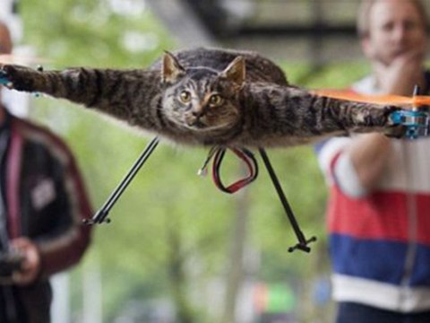 Il empaille son chat en quadricoptère