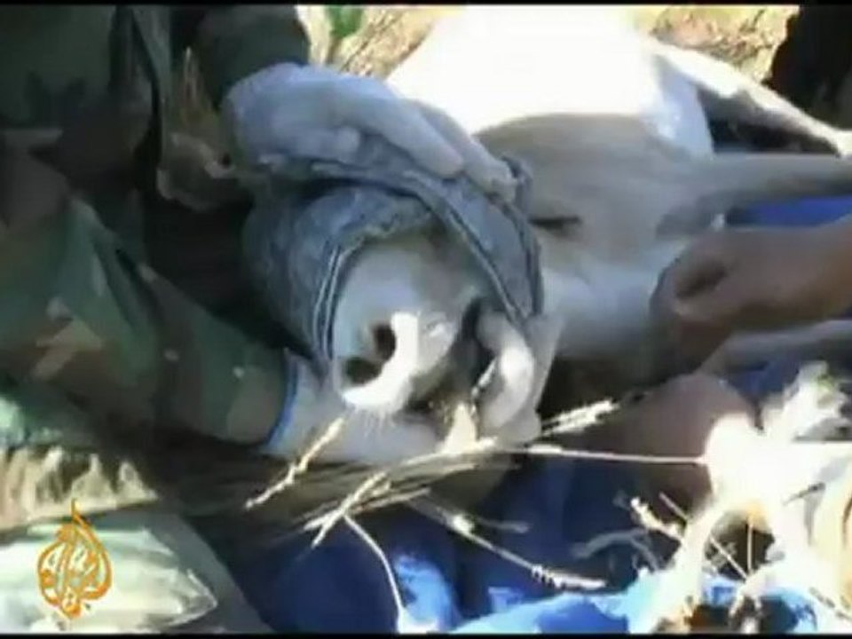 Kazakh antelope facing extinction