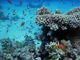 Paysages sous-marins