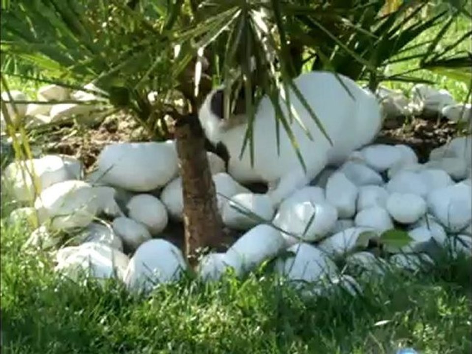 Mon Lapin Nain Patou =)