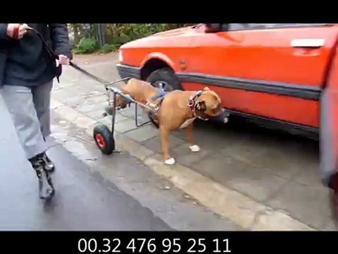chien handicapé avec son chariot