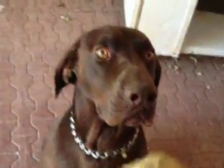 Eskişehir Kurzhaar Asi