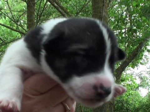 Chiot de Sofia. Chien de traineau des norrland husky