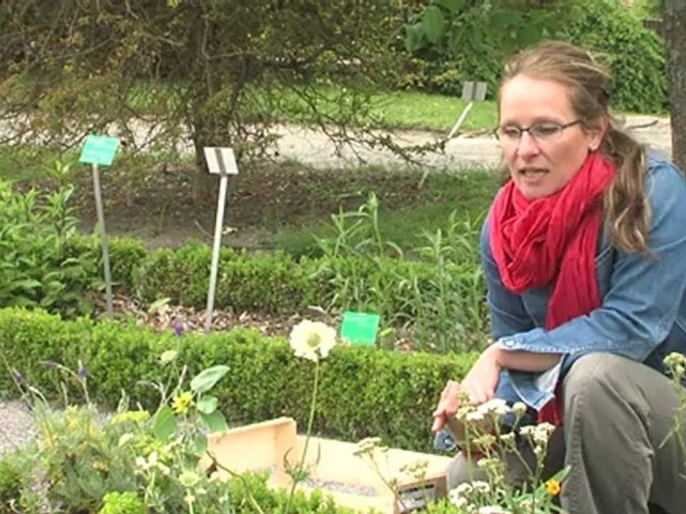 7 au jardin : les plantes utiles au jardin