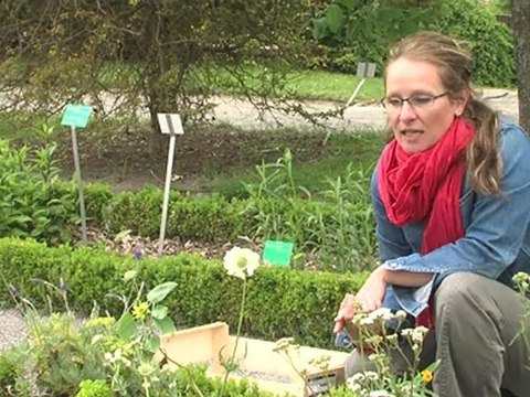 7 au jardin : les plantes utiles au jardin