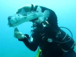 Un homme grenouille aide un poisson de mer