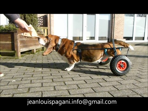 snoop le basset avec son chariot pour chien paralysé