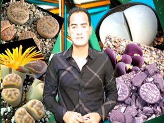 TAŞ KAKTÜS BİTKİSİNDEKİ MUHTEŞEM YARATILIŞ