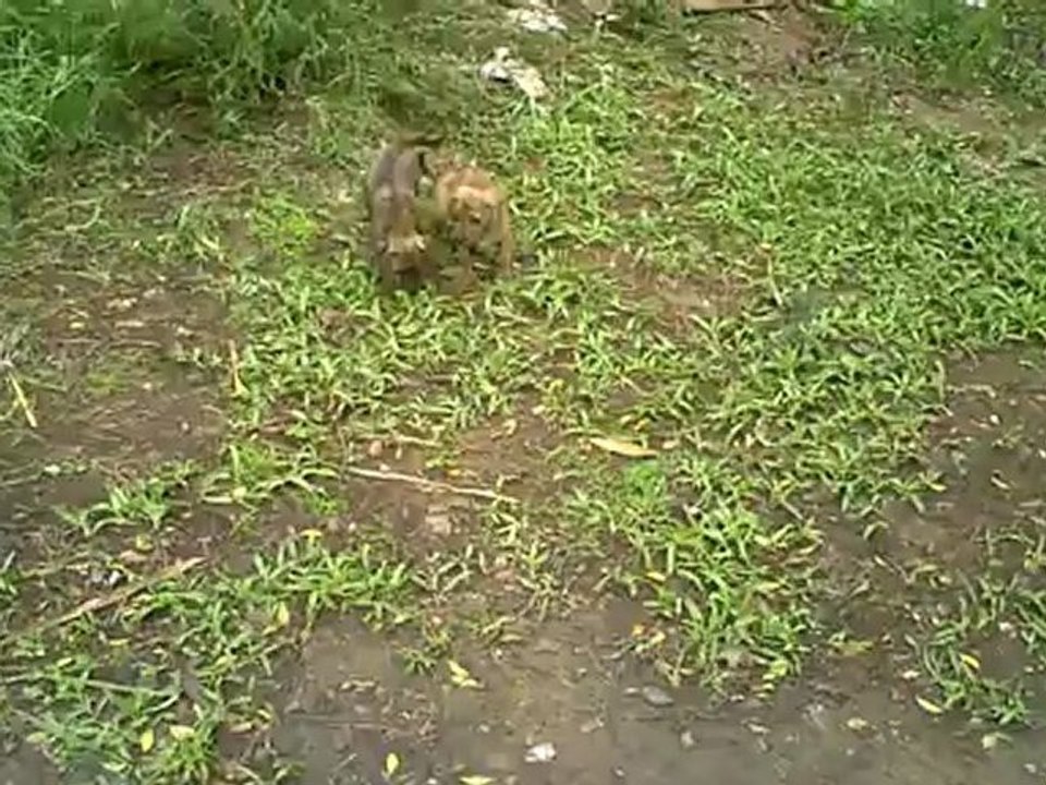 Cuteness Overload