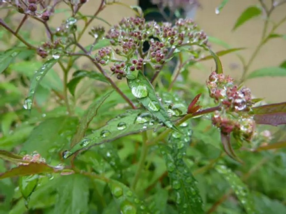 spadły krople deszczu