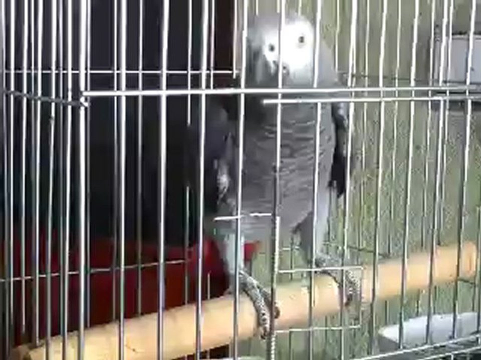 Jako Papağan, Fiyatları, Satılık jako, jako, fiyatları