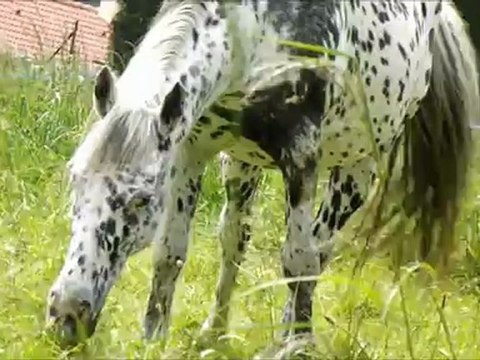 Petite vidéo 1 Juin 2012