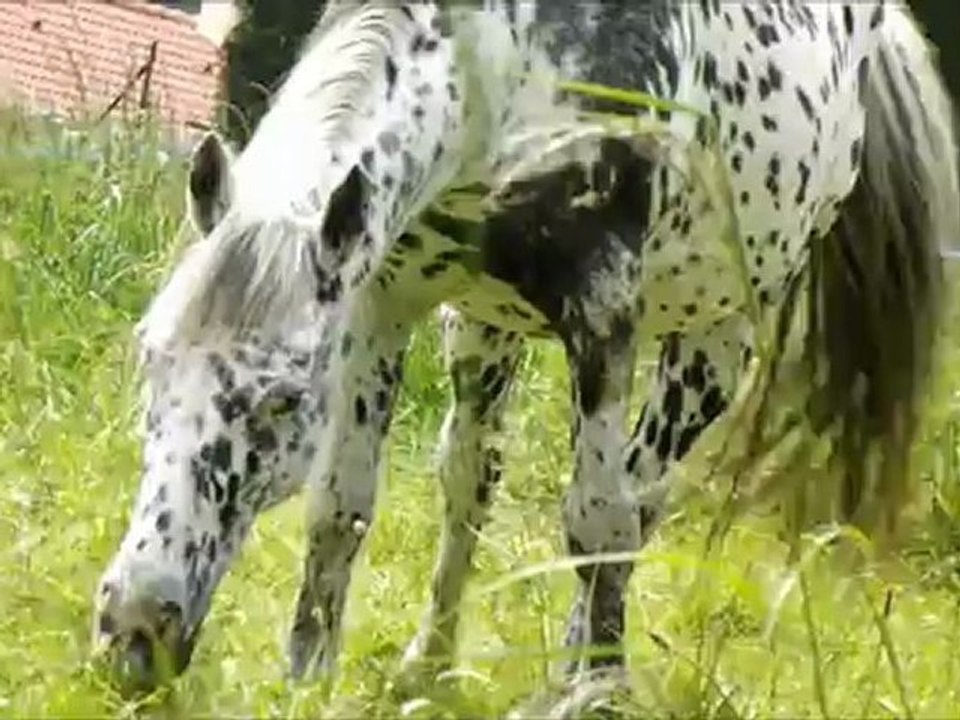 Petite vidéo 1 Juin 2012