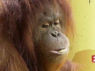 "Animalement vôtre" le feuilleton JT 13h du 1er juin 2012