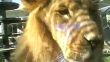 Lion Tries to Eat Baby