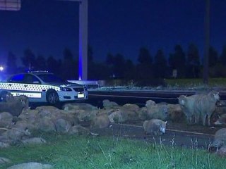 Sheep fall onto busy highway from truck