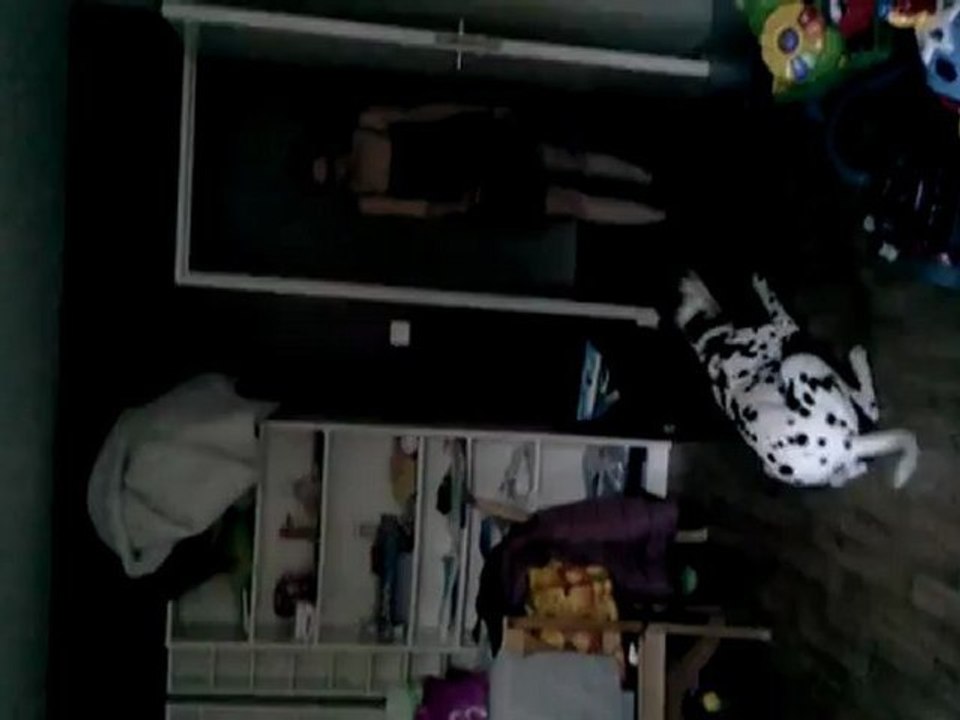 voilà ce que j'appel un chien dresser :P