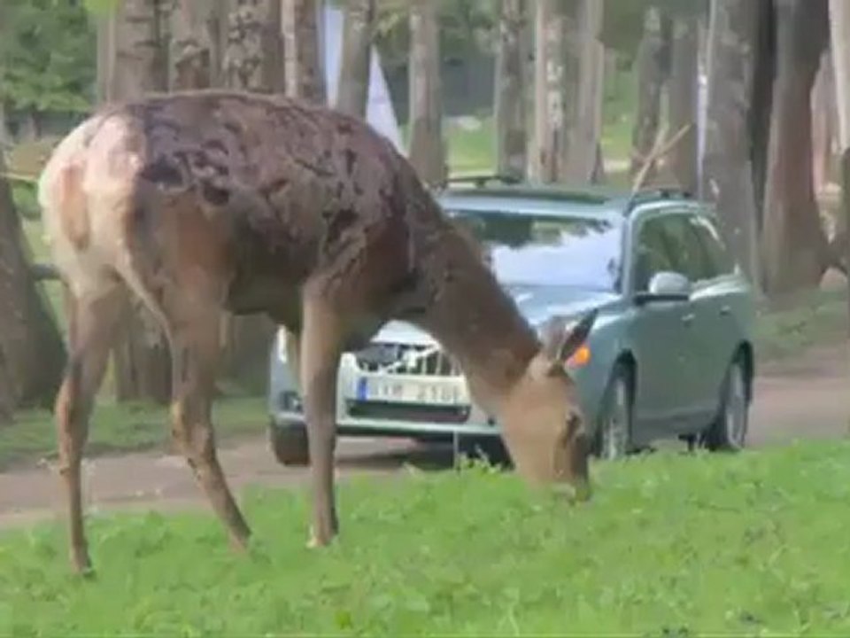 Volvo: sistema de detección de animales