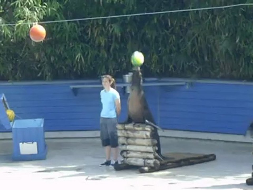 Otaries show
