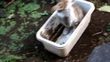 おっちょこちょい・・・